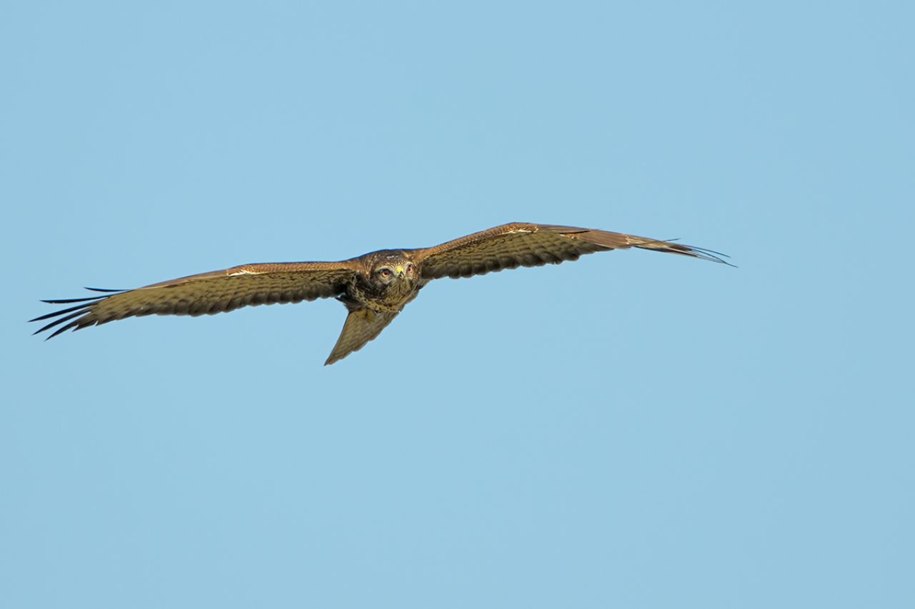 Poiana Buteo buteo